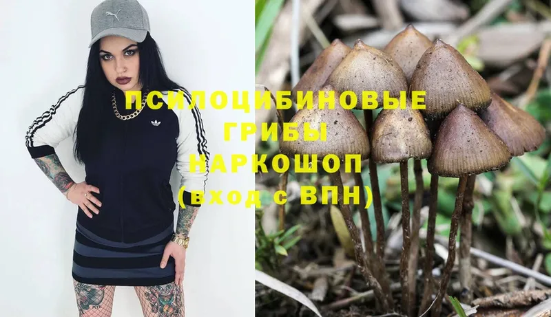 Псилоцибиновые грибы Psilocybe  продажа наркотиков  Неман 